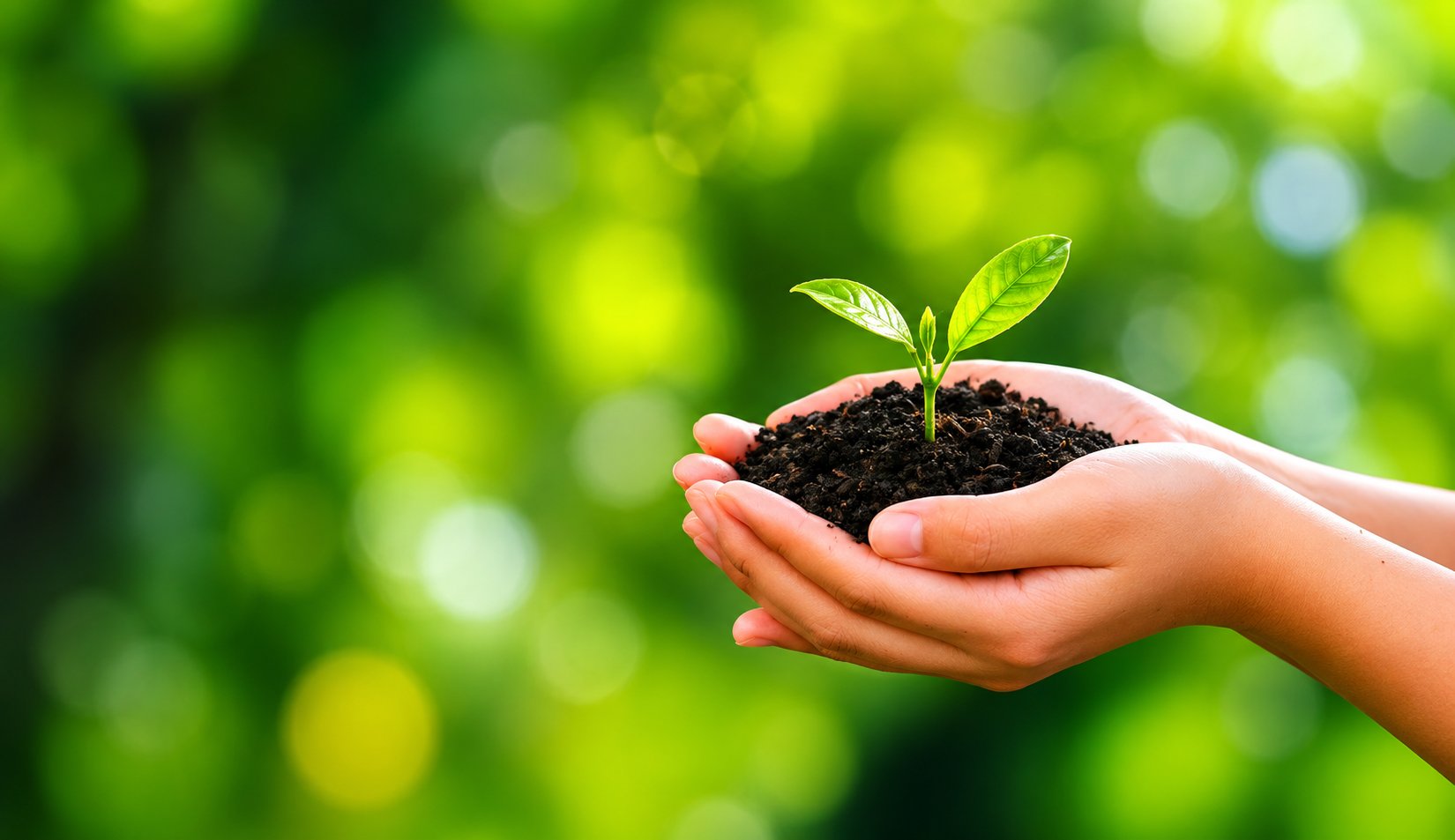 Mãos segurando planta — sustentabilidade Teffe EcoTech